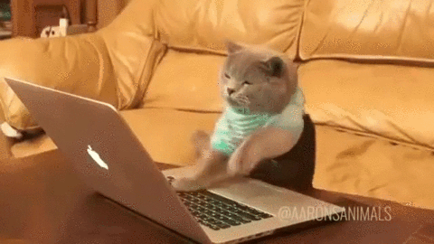 Coding cat